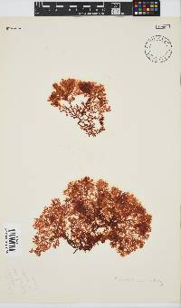 Plocamium rigidum image