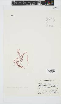Plocamium rigidum image