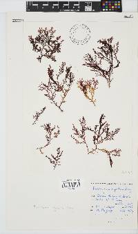 Plocamium rigidum image