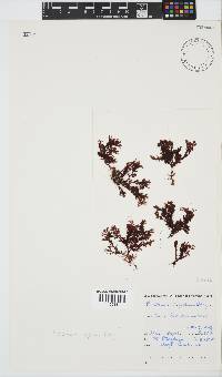Plocamium rigidum image
