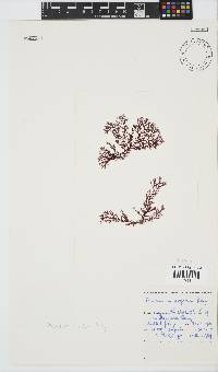 Plocamium rigidum image