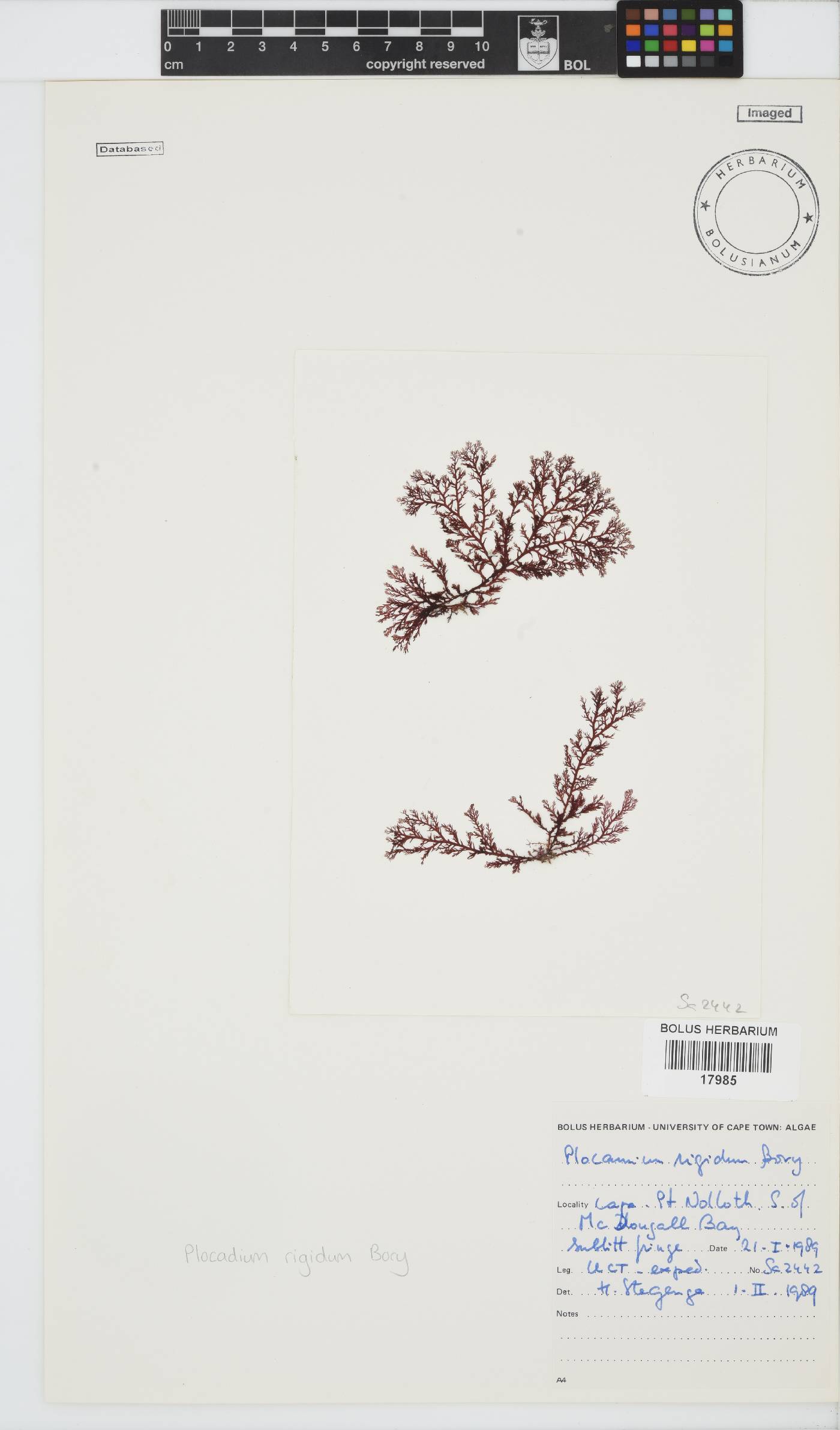 Plocamium rigidum image