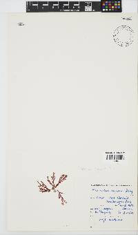 Plocamium rigidum image