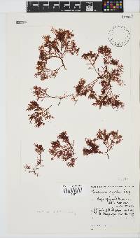 Plocamium rigidum image