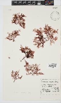 Plocamium rigidum image