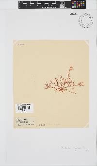 Plocamium rigidum image