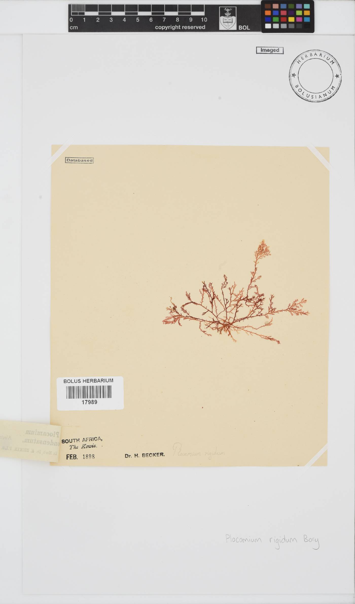 Plocamium image