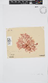 Plocamium rigidum image