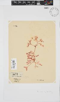 Plocamium rigidum image
