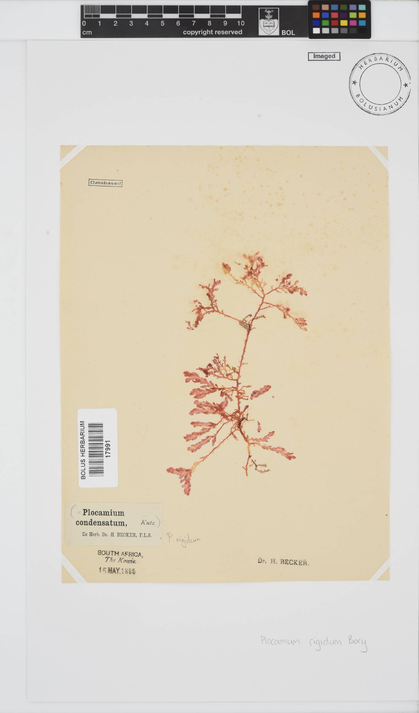 Plocamium rigidum image