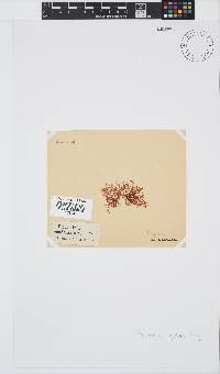 Plocamium rigidum image