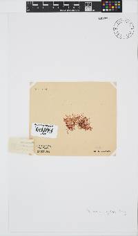 Plocamium rigidum image