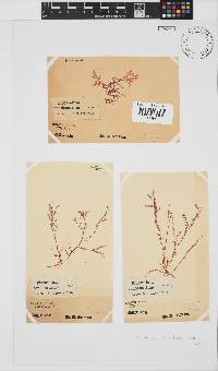 Plocamium rigidum image