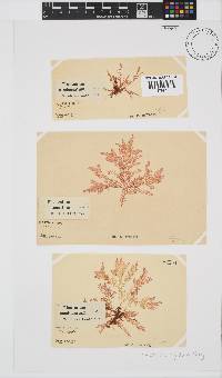 Plocamium rigidum image