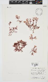 Plocamium rigidum image
