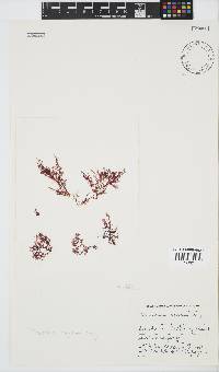 Plocamium rigidum image