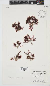 Plocamium rigidum image