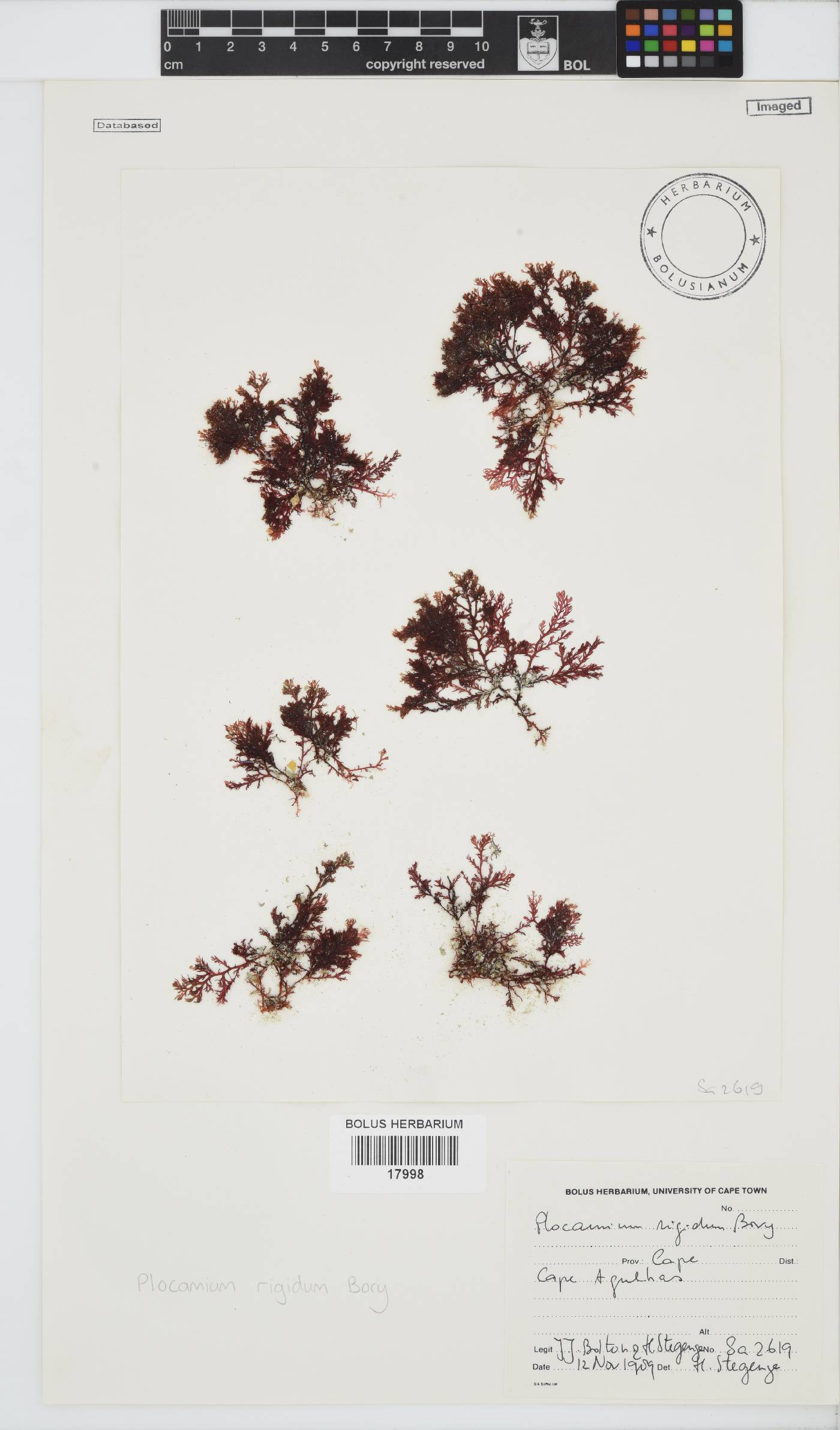 Plocamium rigidum image