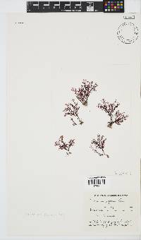 Plocamium rigidum image