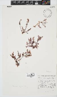 Plocamium rigidum image