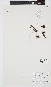 Plocamium cornutum image