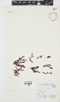 Plocamium cornutum image