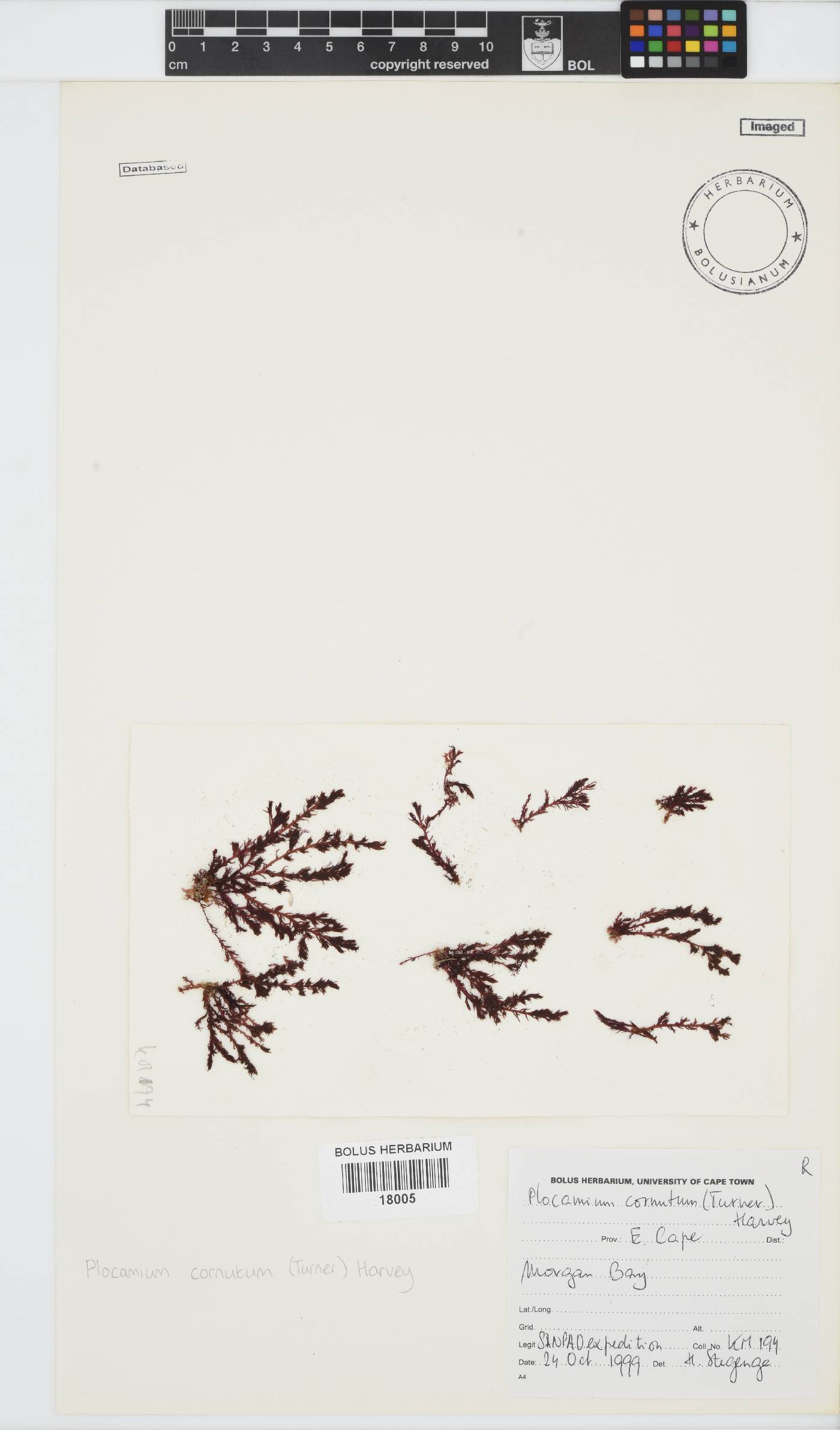 Plocamium cornutum image