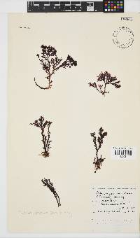 Plocamium cornutum image
