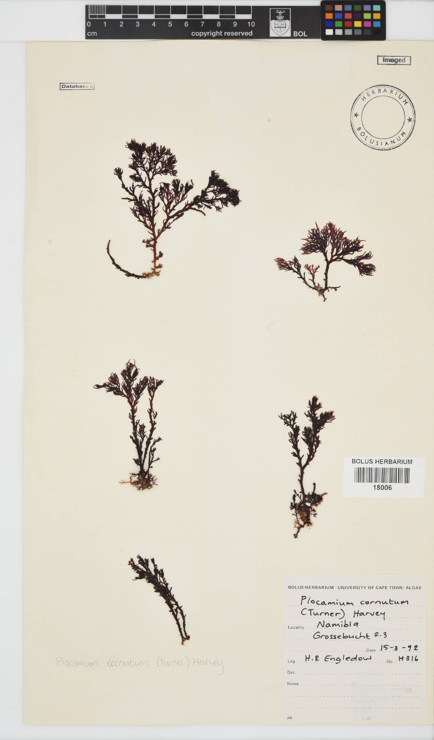 Plocamium cornutum image