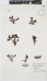Plocamium cornutum image