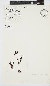 Plocamium cornutum image