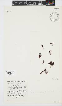 Plocamium cornutum image