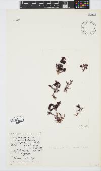 Plocamium cornutum image