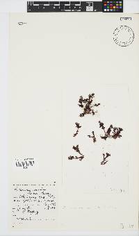 Plocamium cornutum image