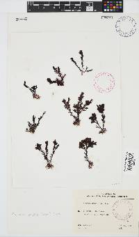 Plocamium cornutum image