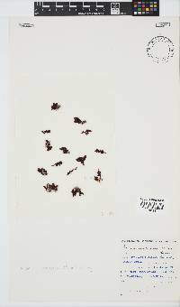 Plocamium cornutum image