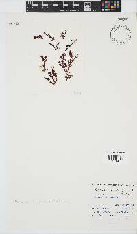 Plocamium cornutum image
