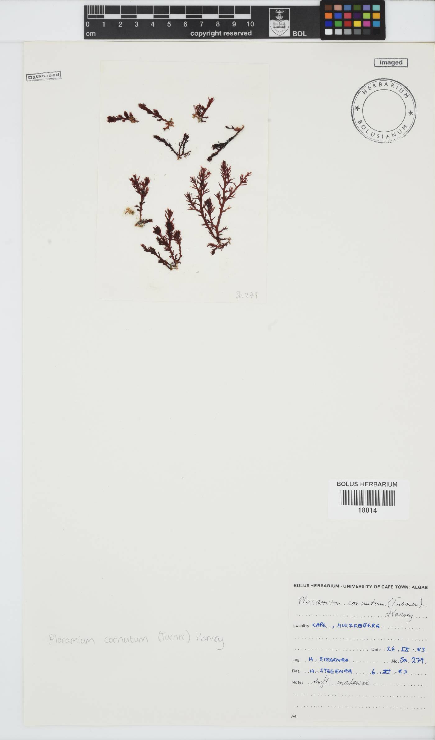 Plocamiaceae image