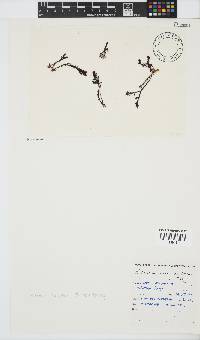Plocamium cornutum image