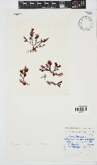 Plocamium cornutum image