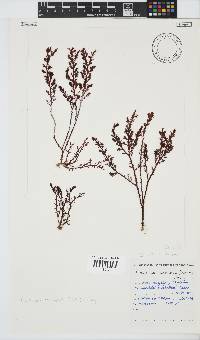 Plocamium cornutum image