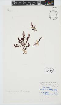 Plocamium cornutum image