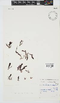 Plocamium cornutum image