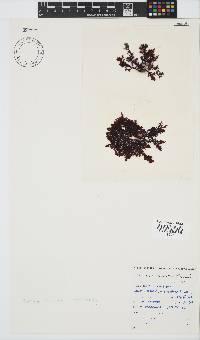 Plocamium cornutum image