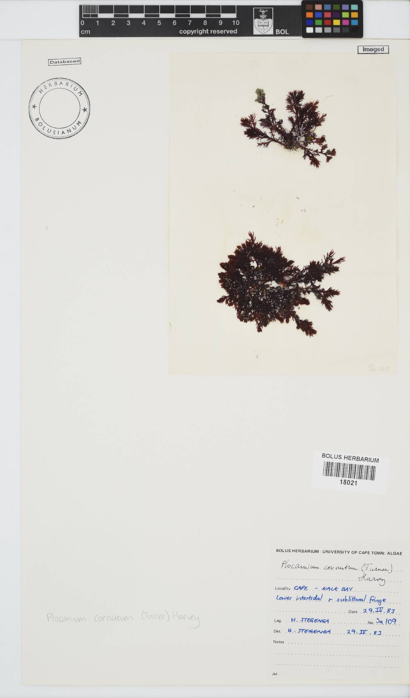Plocamium cornutum image