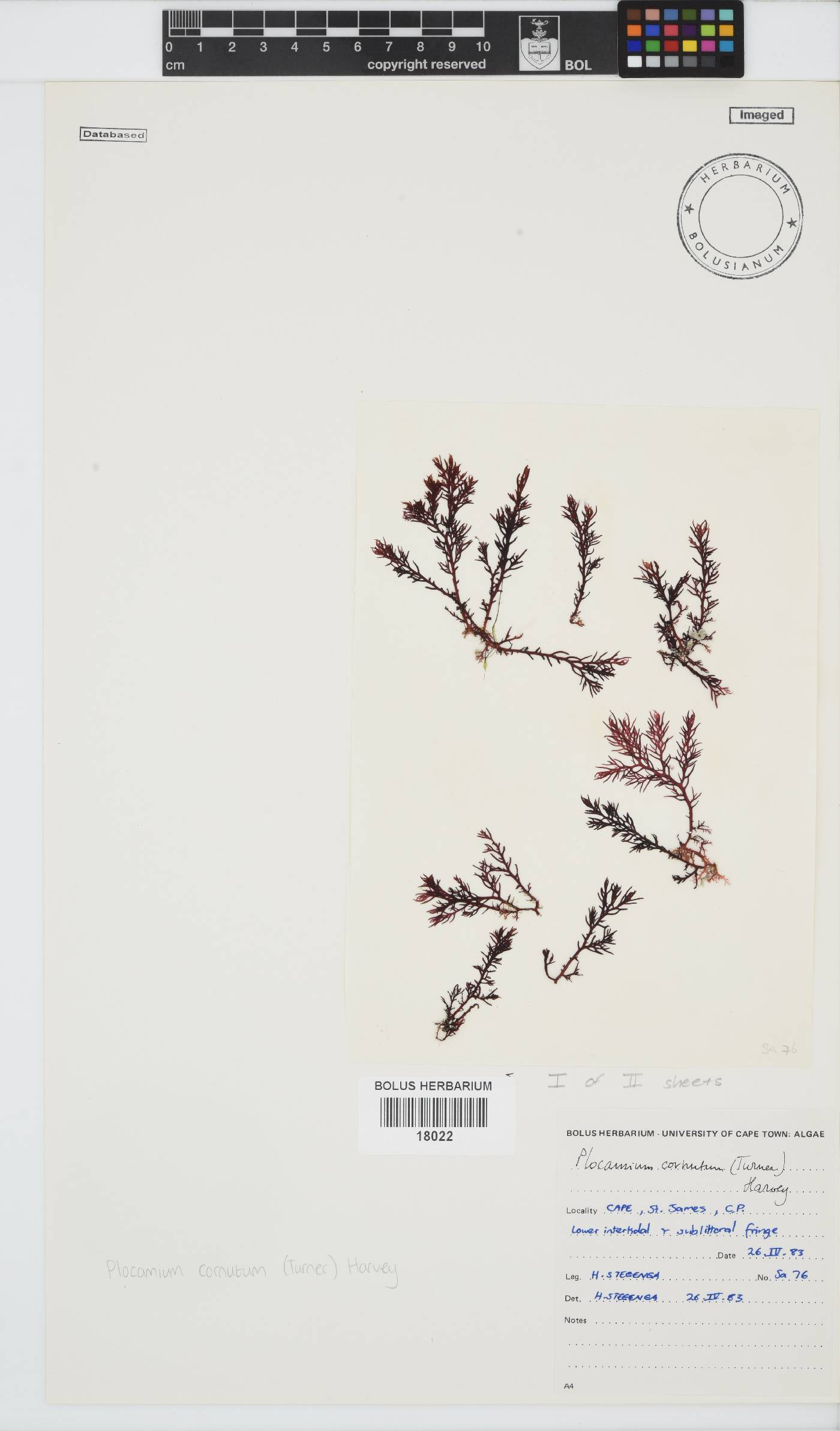 Plocamium cornutum image