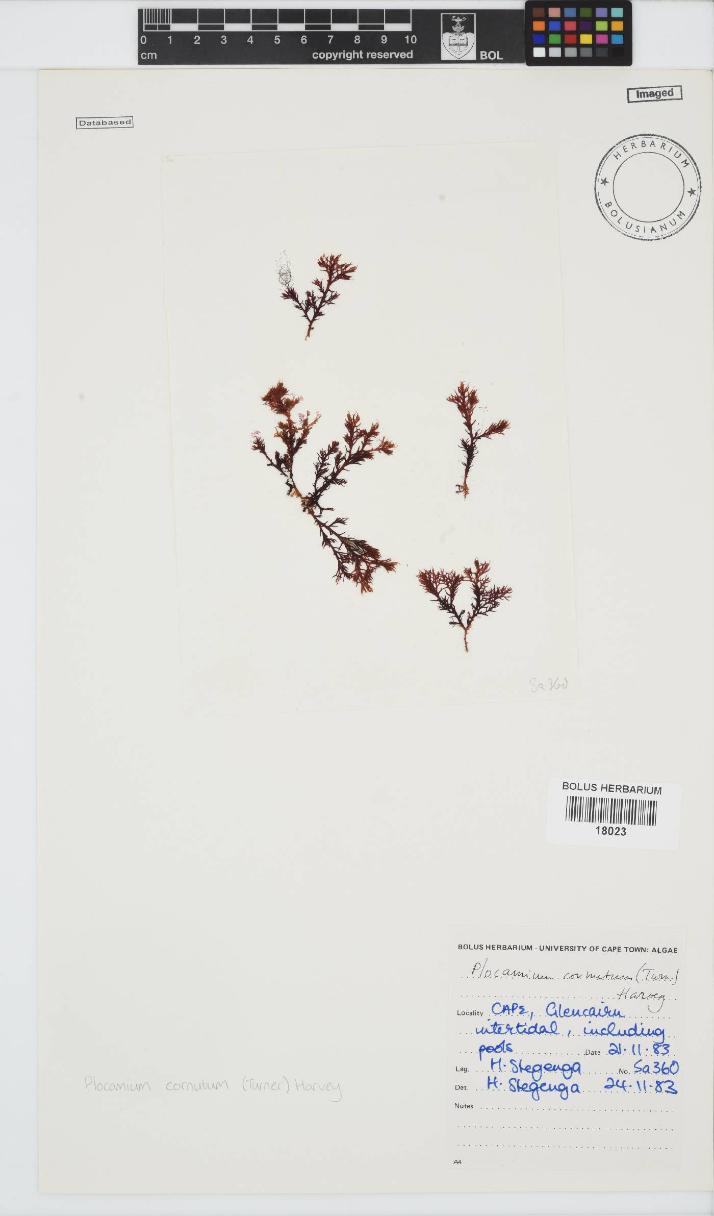 Plocamium cornutum image