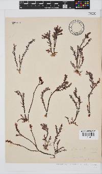 Plocamium cornutum image