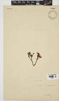 Plocamium cornutum image