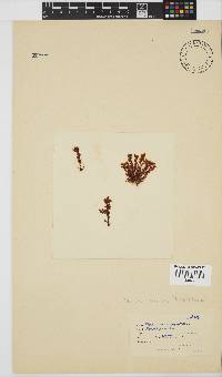 Plocamium cornutum image